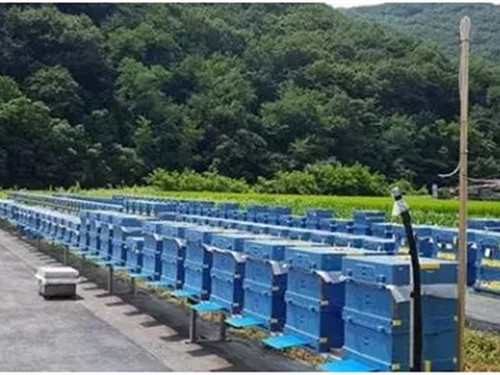 EPP蜜蜂養殖箱 EPP蜜蜂養殖箱